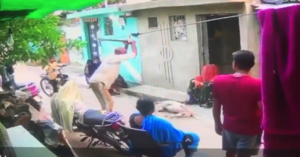 बेजुबान पर क्रूरता: स्ट्रीट डॉग की बेरहमी से हत्या, साथी कुत्ते पर भी किया जानलेवा हमला; VIDEO आया सामने