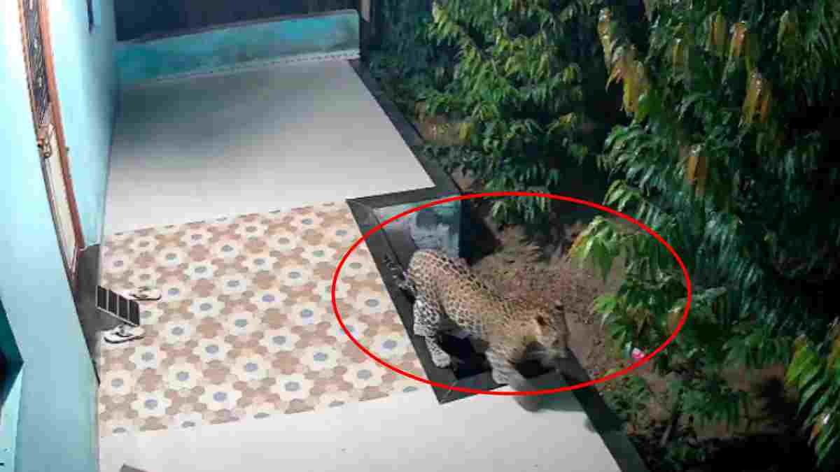 आलीराजपुर में घर के बाहर तेंदुए की दस्तक, मचा हड़कंप, दहशत में रहवासी