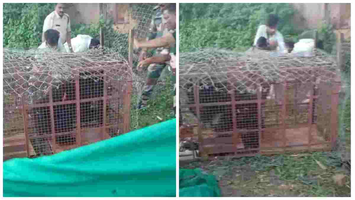 3 दिन से नीम के पेड़ पर थी मादा भालू:  इंदौर से आई टीम ने किया सकुशल रेस्क्यू, ग्रामीणों ने ली राहत की सांस 