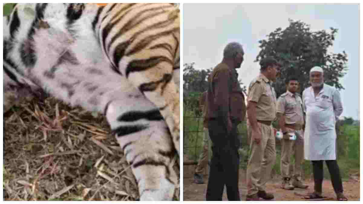 रातापानी टाइगर रिजर्व में बाघ की संदिग्ध मौत: दाहोद डैम के पास मिला शव, करंट की आशंका के बीच जांच में जुटा अमला