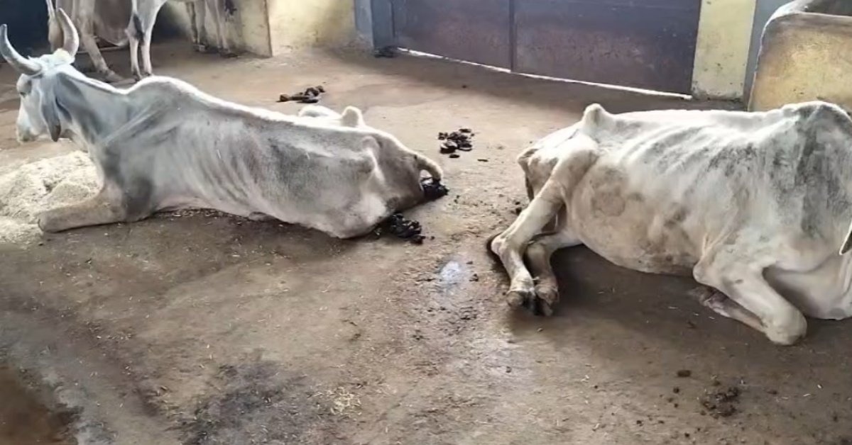 40 रुपये प्रति गाय अनुदान… फिर भी कहां गायब हो रहा पैसा? MP का ये गौशाला बना गायों का कब्रगाह!