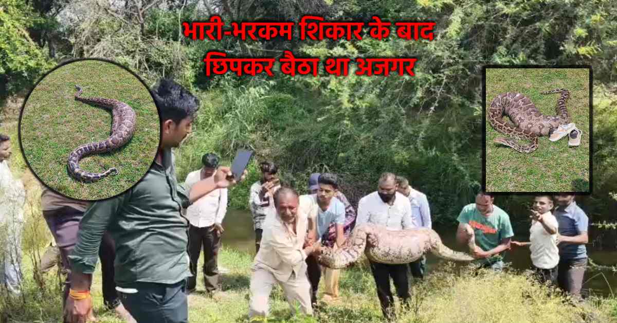 शिकार के बाद सुस्त पड़ा विशालकाय अजगर, रेस्क्यू में छूटे पसीने; 5 कर्मचारियों को मिलकर करनी पड़ी मशक्कत