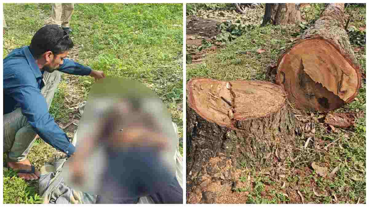 कोल माइंस के लिए  पेड़ कटाई के दौरान मजदूर पर गिरा पेड़, मौके पर मौत, बिना सुरक्षा उपकरण काम कराने के आरोप  