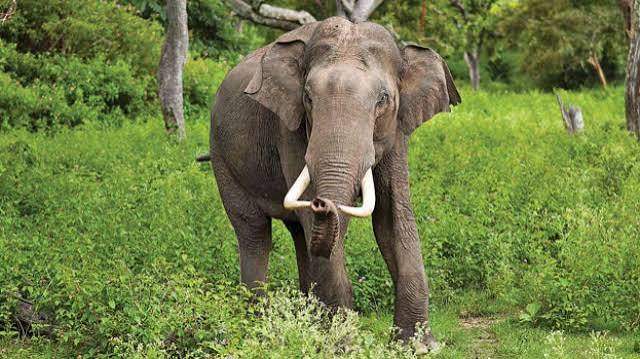 सिमडेगा में हाथी का आतंक: घर लौट रही 62 वर्षीय महिला को जंगली हाथी ने कुचला, मौके पर मौत