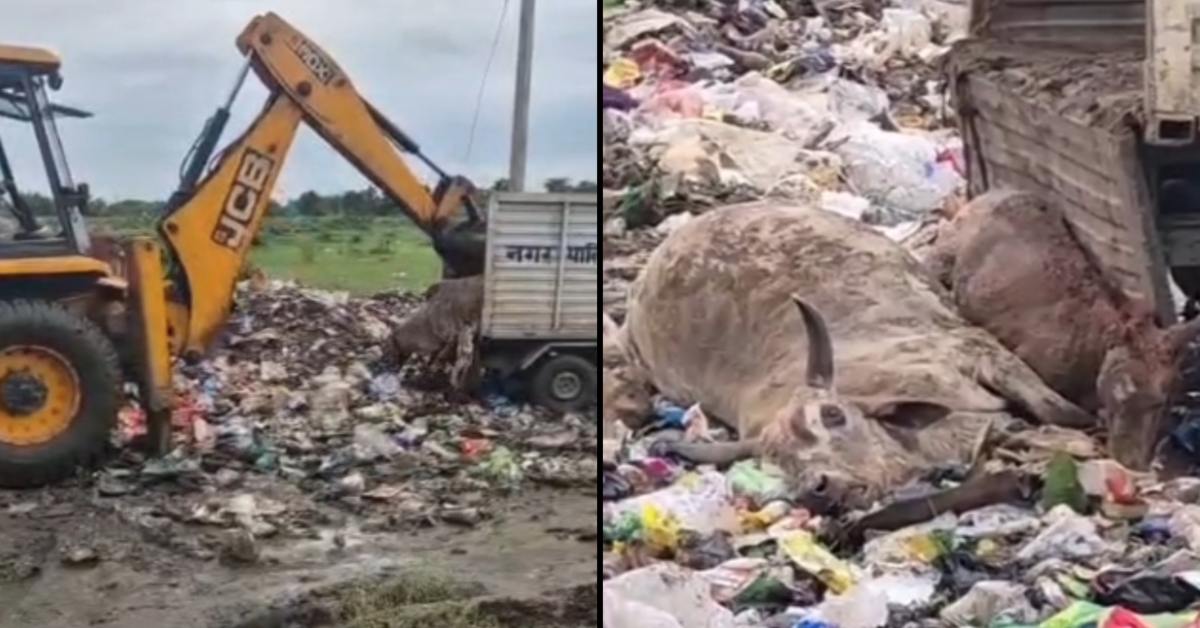शहडोल में गौ माता के साथ ये कैसा व्यवहार ? कचरे के ढेर में फेंके मृत गाय-बछड़े, VIDEO वायरल