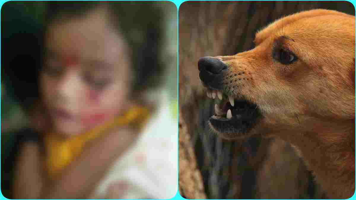 आवारा कुत्तों का आतंक: 3 साल की मासूम को बनाया शिकार, गंभीर हालत में झांसी रेफर