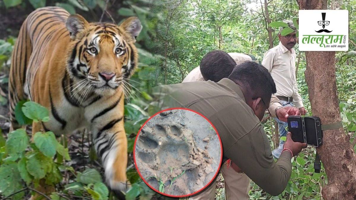 दो साल से बाघ की दहशत, अब फिर दिखा तो बढ़ी चिंता: औंधी में बच्चों ने स्कूल जाना छोड़ा, खेत जाने से भी डर रहे ग्रामीण; ट्रैप कैमरों से निगरानी