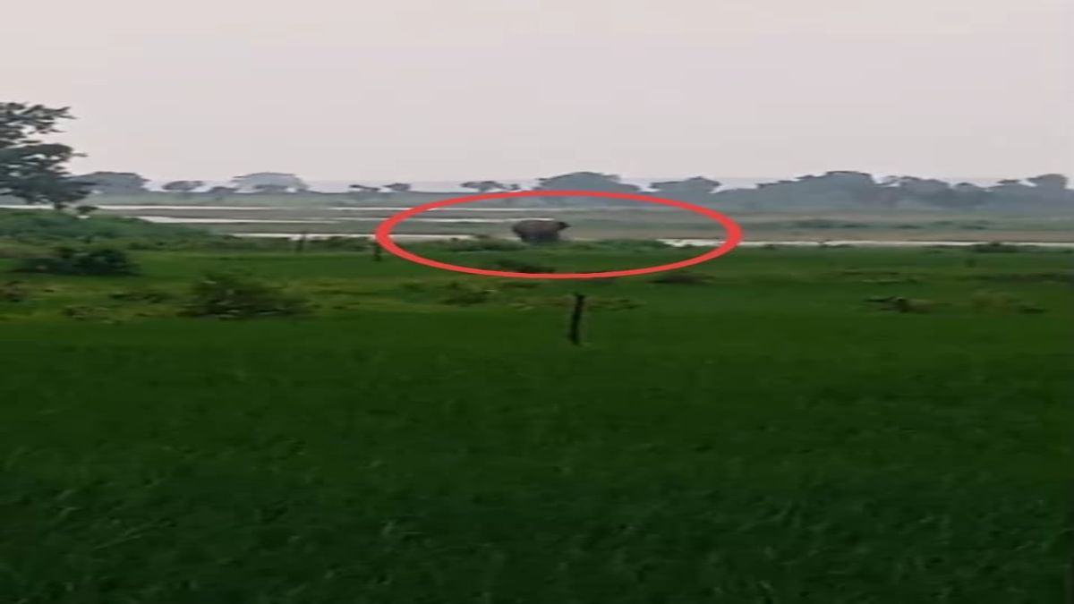 जंगल छोड़ बस्ती की ओर गजराज: जमुनी में हाथी की दस्तक से मचा हड़कंप,हाथी, दहशत में ग्रामीण, किसानों पर दोहरी मार
