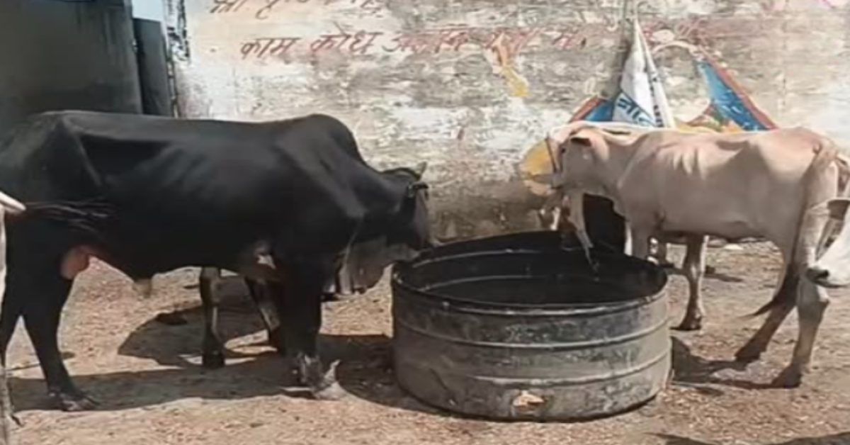 लंपी वायरस से बचाव के दावों की खुली पोल? इलाज के अभाव में 15 गोवंश की मौत, व्यवस्थाओं पर सवाल