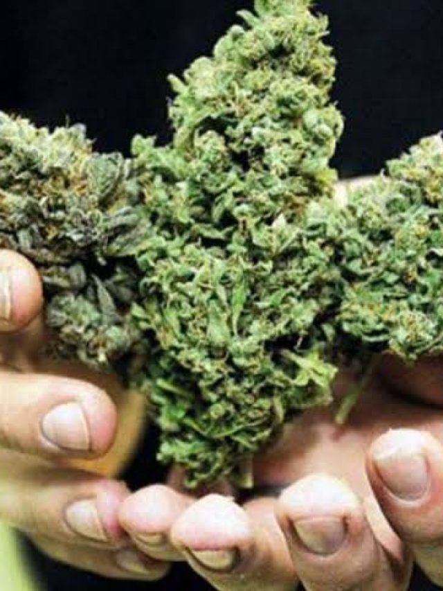 किस देश में सबसे ज्यादा पिया जाता है गांजा, जानिये भारत का कौन सा नंबर?