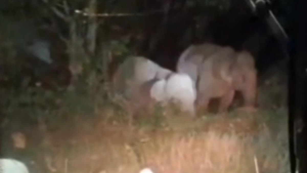 Jharkhand Elephant Rescue: कुएं में गिरा नन्हा हाथी, 3 घंटे चला रेस्क्यू,बाहर आने तक पहरा देते रहे दो बड़े हाथी