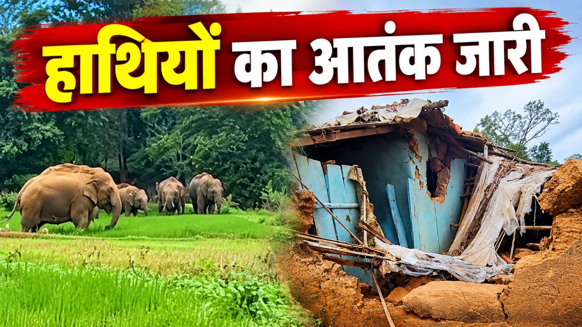 CG News: हाथियों ने फसलों से लेकर घरों को पहुंचाया नुकसान, ग्रामीणों में दहशत का माहौल