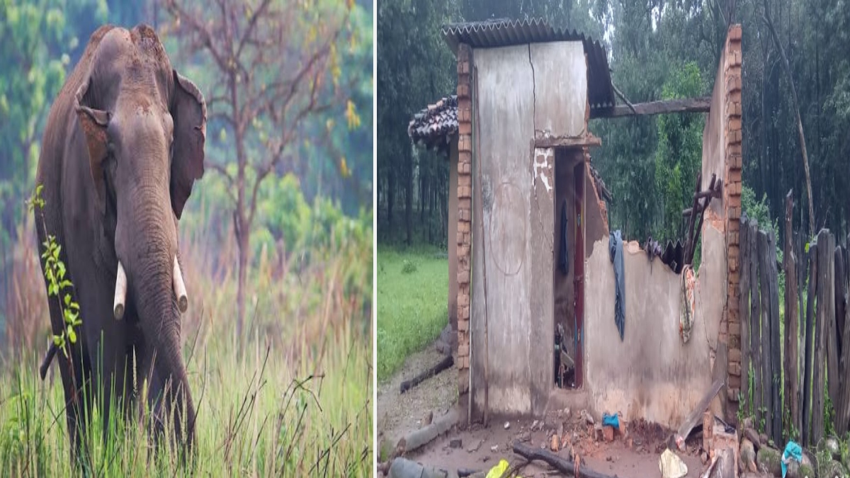 हाथियों का आतंक: तीन घरों को किया क्षतिग्रस्त, फसलों को भी पहुंचाया नुकसान, ग्रामीणों ने की सुरक्षा की मांग