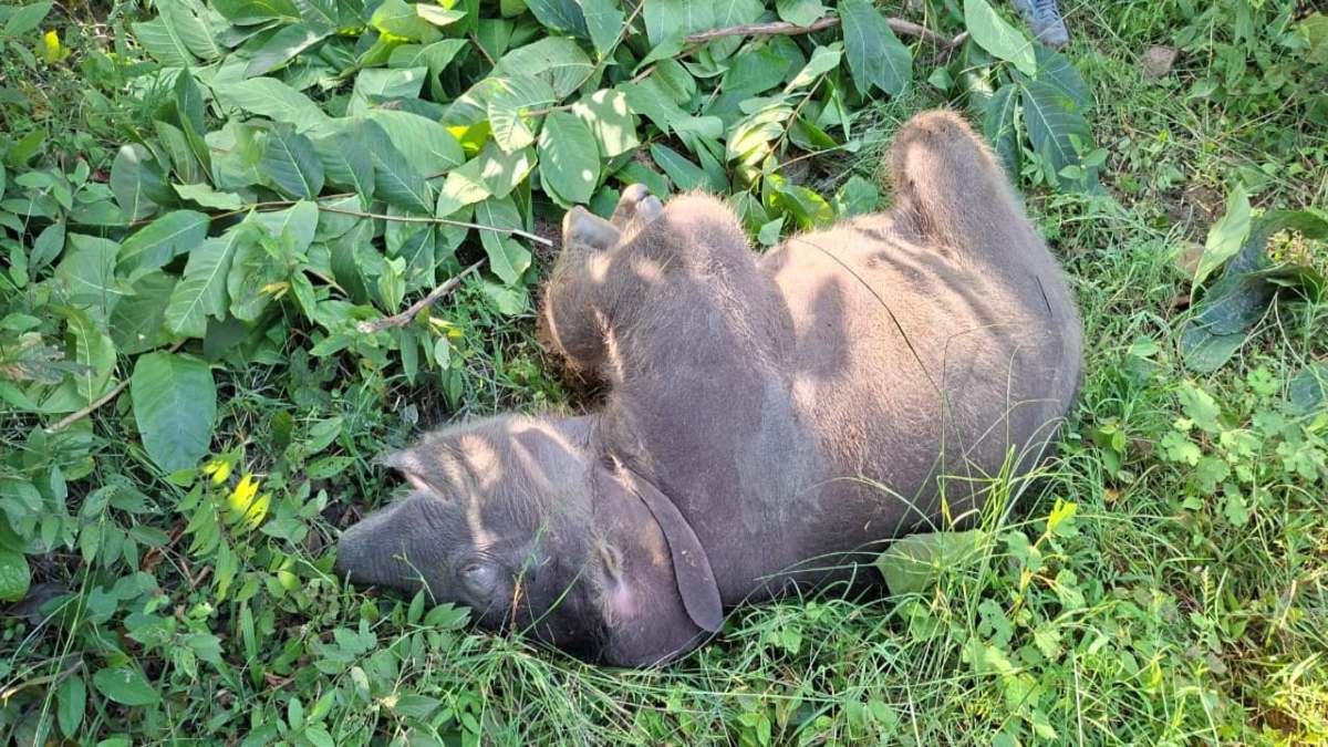 तालाब में मिला हाथी शावक का शव, इलाके में मचा हड़कंप, जांच में जुटी वन विभाग की टीम
