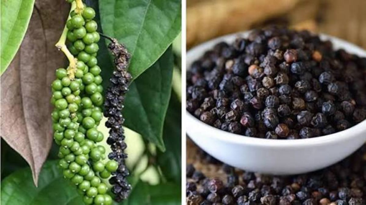 विशेष उपाय : 5 काली मिर्च के दानों से दूर होगी धन संबंधी समस्या …