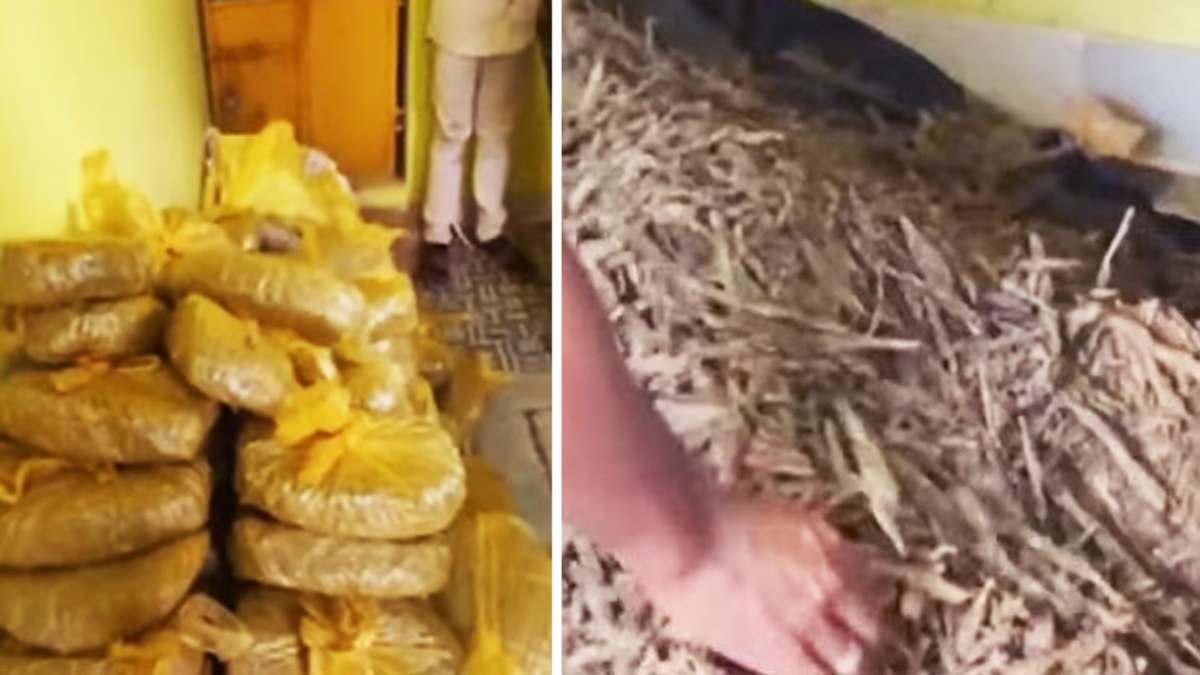 गांजे की सूचना पर पुलिस ने मारा छापा, कमरे में मिले नोटों के बंडल, एक क्विंटल गांजा और लाखों रुपए कैश बरामद