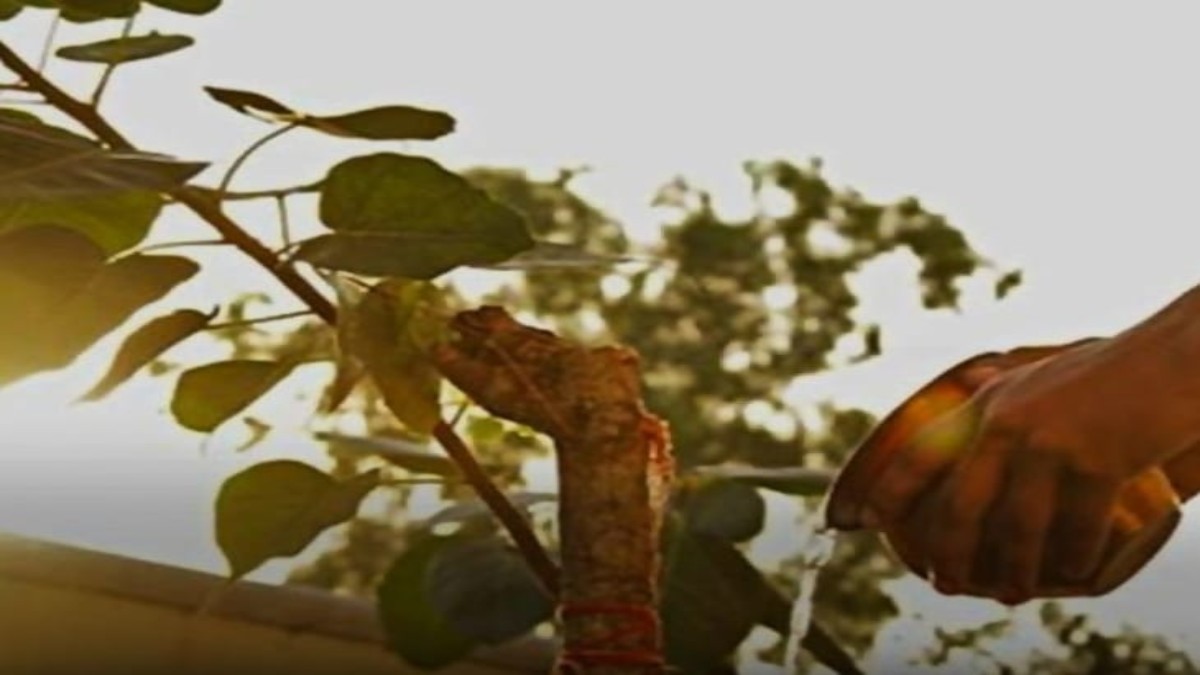 अचूक उपाय दूर करेगा बुरा वक्त, पीपल के पेड़ पर 7 शनिवार चढ़ाएं यह चीज …