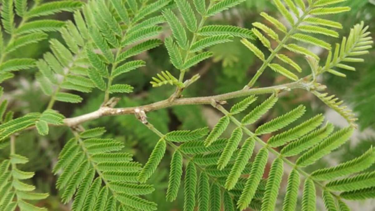 तनाव, आर्थिक दिक्कत या नकारात्मकता बढ़ रही हो तो शुरू करें शमी के पेड़ की सेवा …