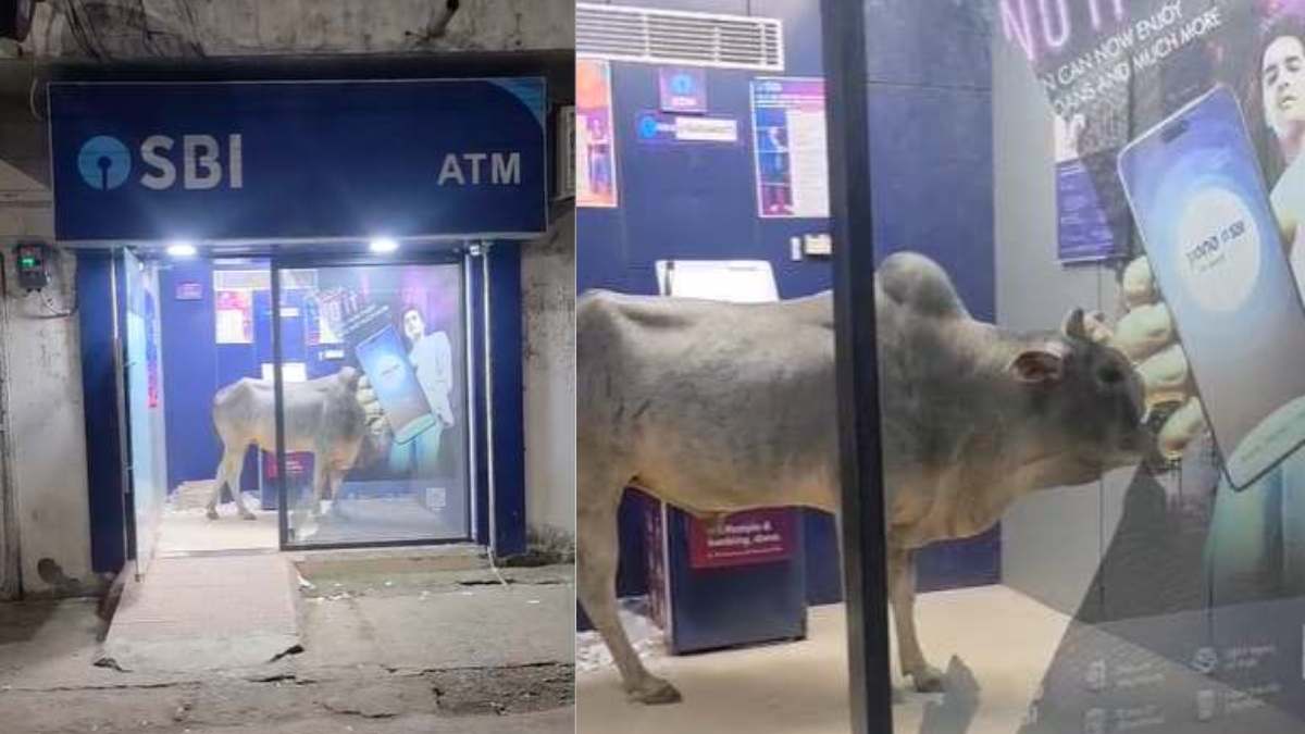 ATM रूम में सांड ने जमाया डेरा, ग्राहक परेशान, सोशल मीडिया पर वीडियो वायरल