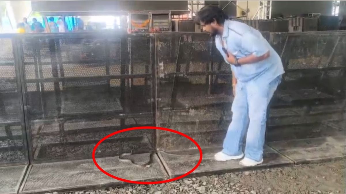 छात्रों की गूंज से पहले इंदौर में ब्लैक कोबरा की एंट्री! राहुल गांधी के कार्यक्रम स्थल पर निकला सांप, सुरक्षा और सर्चिंग व्यवस्था पर उठे सवाल