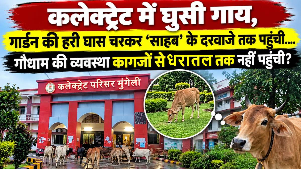 कलेक्ट्रेट में घुसी गाय, गार्डन की हरी घास चरकर ‘साहब’ के दरवाजे तक पहुंची… दर्जन भर गौधाम स्वीकृत, फिर भी सड़कों पर घूम रहे मवेशी