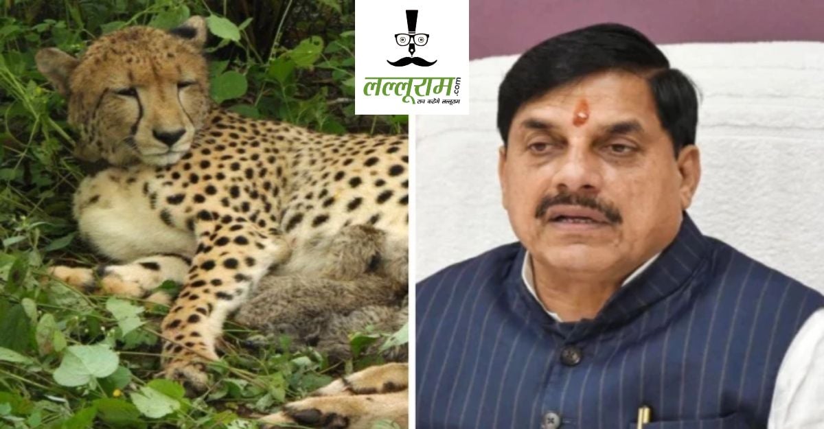 गांधीसागर अभयारण्य में छोड़ी गई मादा चीताः CM डॉ मोहन ने नाम रखा ‘राधा’, MP में ‘प्रोजेक्ट चीता’ को नई रफ्तार