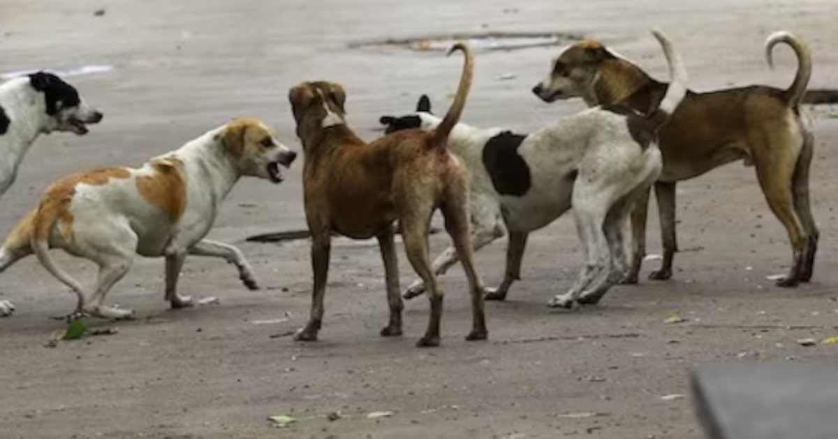 रास्ते में मौत से मुलाकातः दोस्तों के साथ मेला घूमकर लौट रहा था 7 साल का मासूम, फिर उसके साथ जो हुआ जानकर कांप उठेगी रूह