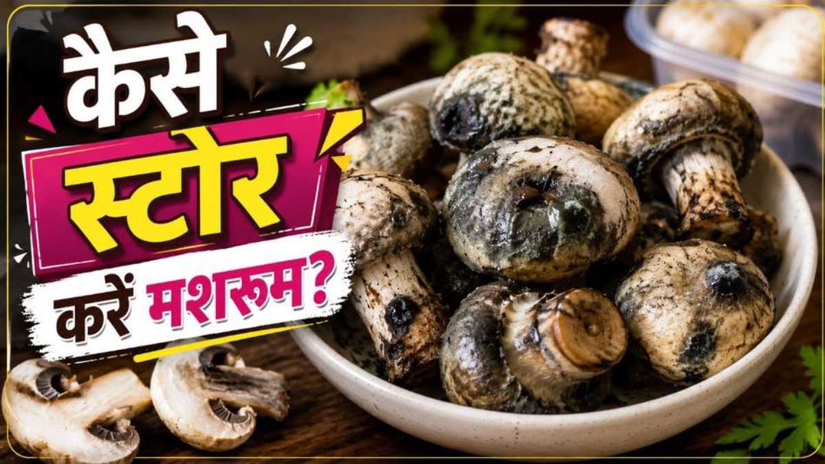 मशरूम कुछ ही दिनों में चिपचिपे हो जाते हैं? ऐसे करें स्टोर, लंबे समय तक रहेंगे ताजा…
