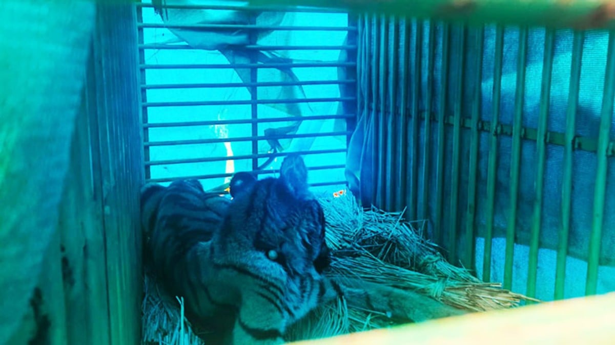 मयूरभंज : गांव से बाघ के शावक का रेस्क्यू, कोर क्षेत्र में किया जाएगा शिफ्ट