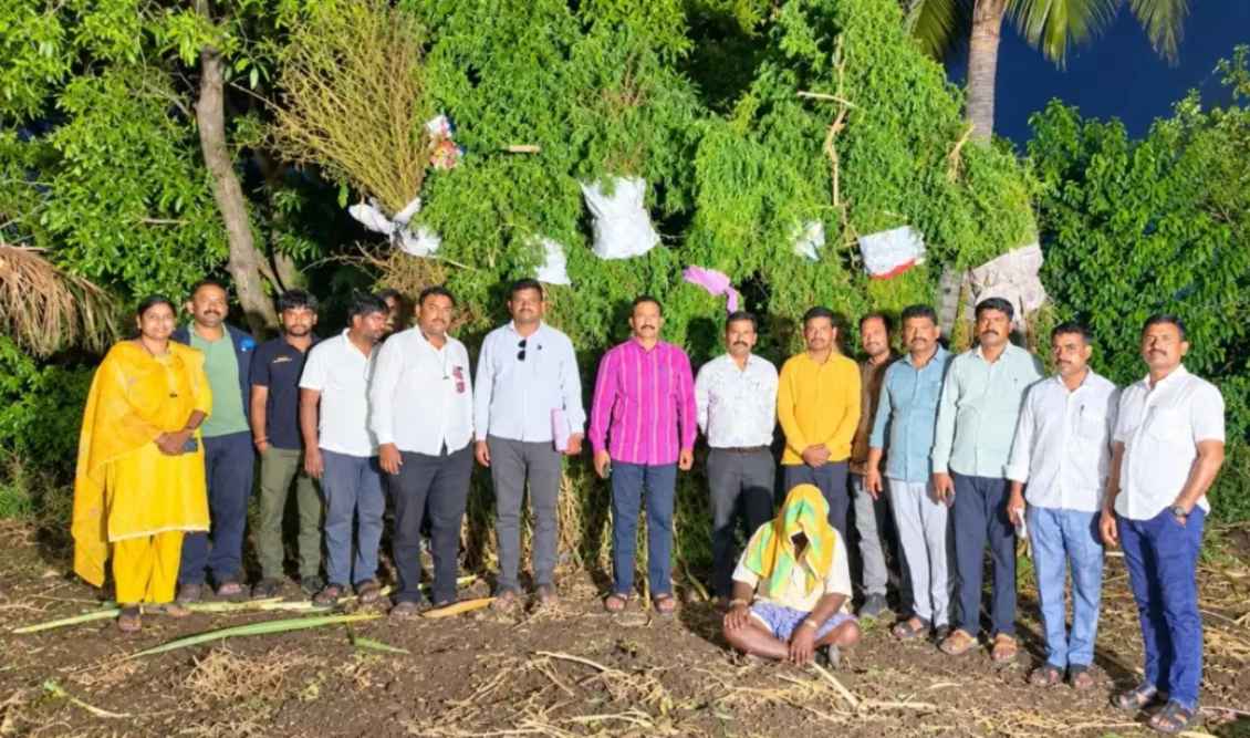 गन्ने की खेती की आड़ में उगाया 1 करोड़ से अधिक का गांजा, 240 पौधे सहित आरोपी गिरफ्तार