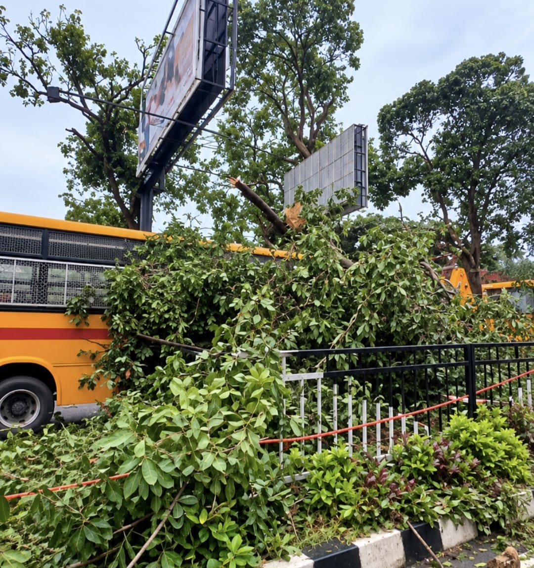 रांची में बारिश का कहर : बच्चों से भरी स्कूल बस पर गिरा विशाल पेड़, चालक की सूझबूझ से बची जान,बड़ा हादसा टला