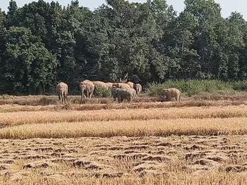Simdega News: गांव के पास 20-25 हाथियों के झुंड की दस्तक, अलर्ट हुआ प्रशासन, ग्रामीणों को दी गई सावधानी बरतने की सलाह