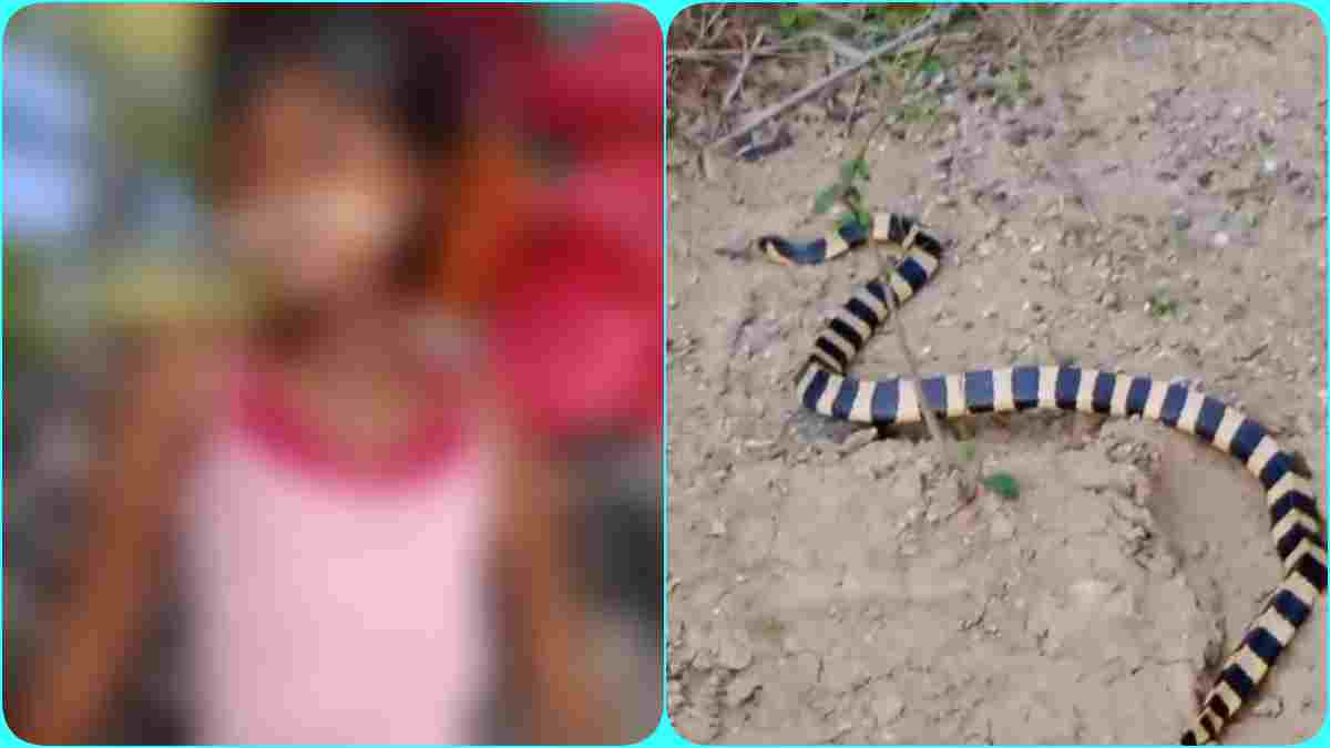 मासूम बच्ची को करैत सांप ने डसा: 12 दिन बाद अस्पताल में मौत, अब तक 20 ने तोड़ा दम