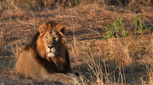 गुजरात के अमरेली में ट्रेन से टकराया शेर, कटी पूंछ; वन विभाग का सर्च ऑपरेशन जारी
