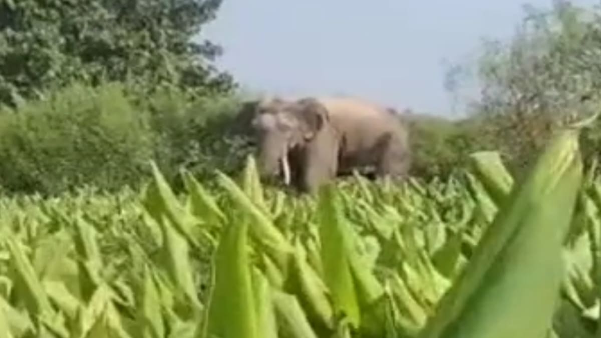 जंगली हाथियों के हमले से बुजुर्ग की मौत, मासूम गंभीर रूप से घायल, फसलों को नुकसान
