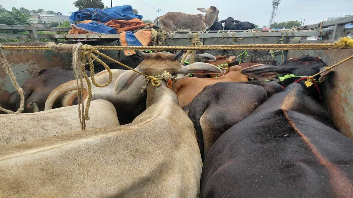 गौ तस्करी का भंडाफोड़, दो पिकअप वैन से 16 गाय और 11 बछड़े बरामद, चालक फरार