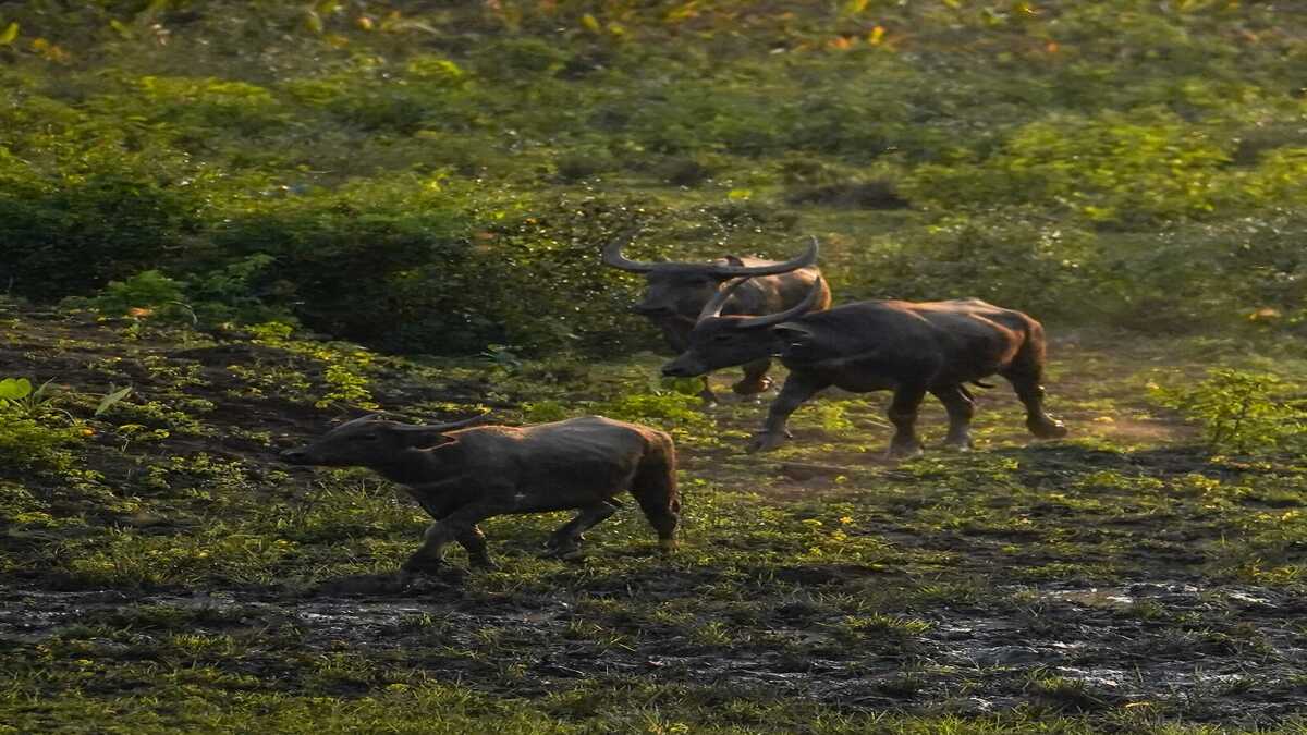 कान्हा टाइगर रिजर्व के सूपखार में सौ साल बाद जंगली भैंसों की वापसी, CM डॉ. मोहन ने काजीरंगा से लाए गए आठ जंगली भैंसों को 17 हेक्टेयर के बाड़े में छोड़ा