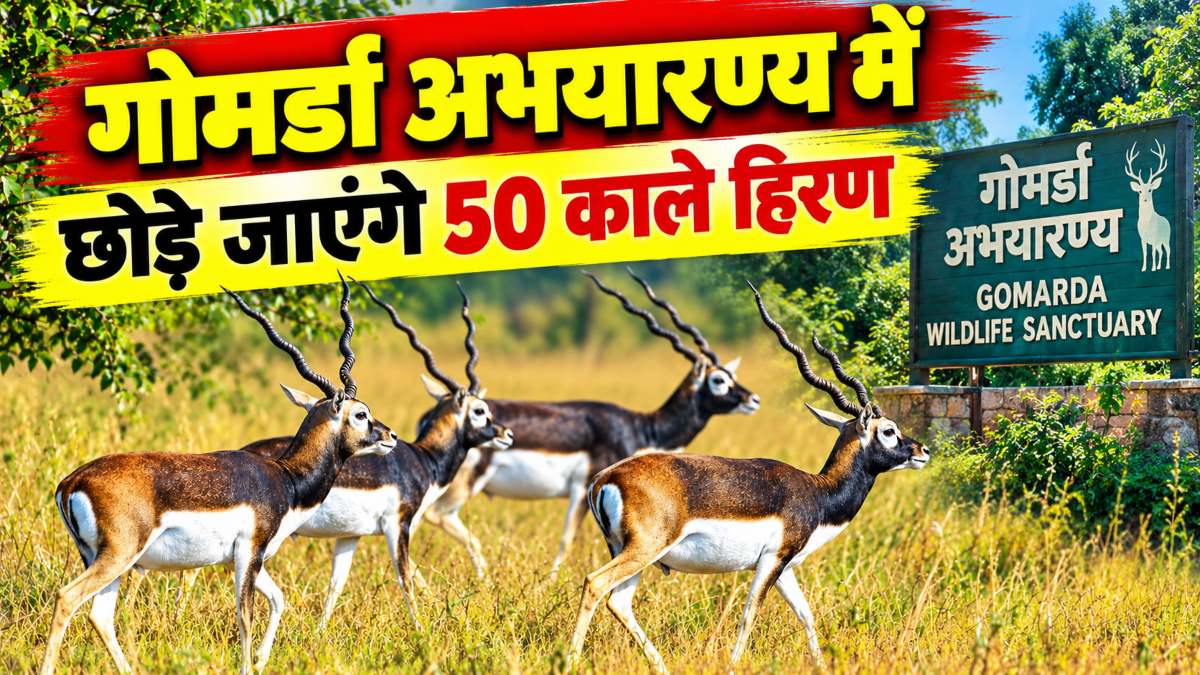छत्तीसगढ़ के गोमर्डा अभयारण्य में छोड़े जाएंगे 50 काले हिरण: प्रस्ताव को मंजूरी, पर्यटन के साथ ग्रामीण अर्थव्यवस्था को मिलेगी मजबूती