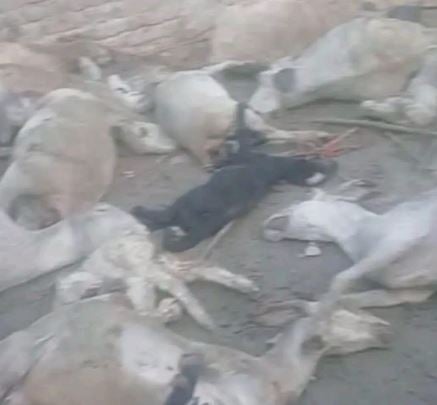आवारा कुत्तों का कहर: 40 भेड़ों पर हमला, 35 की मौत और 5 घायल