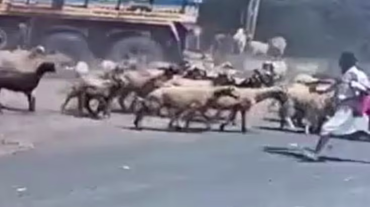 मोरबी हादसा: हाईवे पर भेड़-बकरियों के झुंड को बेकाबू ट्रक ने रौंदा, 25 की मौत, CCTV वायरल