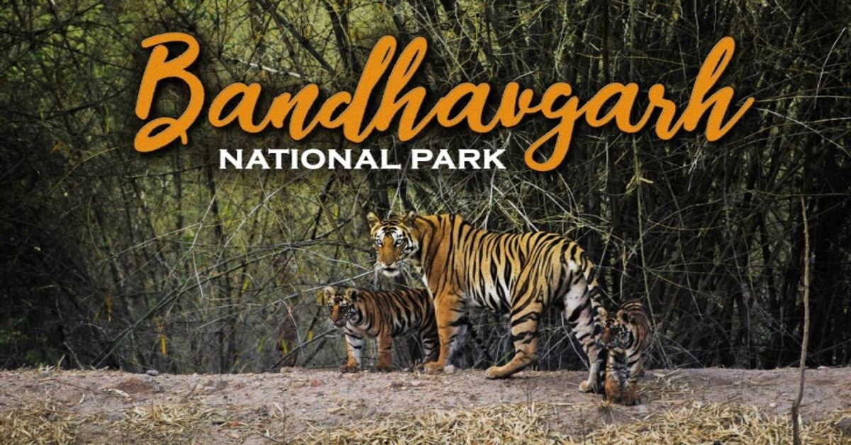 बांधवगढ़ टाइगर रिजर्व: मशहूर बाघिन ‘डॉटी’ की संदिग्ध हालात में मौत, मानपुर बफर में गश्त और मॉनिटरिंग पर सवाल