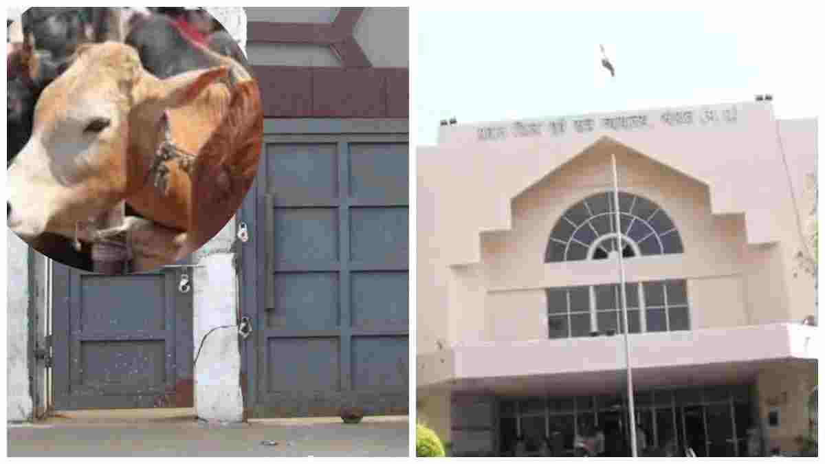भोपाल स्लॉटर हाउस गोकशी कांड: असलम चमड़ा के बाद 4 नए आरोपी, पहली चार्जशीट के गवाहों पर कसा शिकंजा