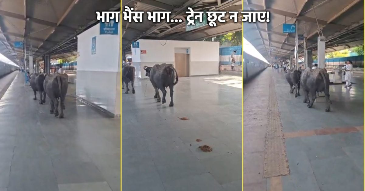 जब स्टेशन पर एक साथ दौड़ी ट्रेन और भैंस… वर्ल्ड क्लास रेलवे स्टेशन का ‘देसी अपग्रेड’, गोबर देख सफाई कर्मचारी भी हैरान!