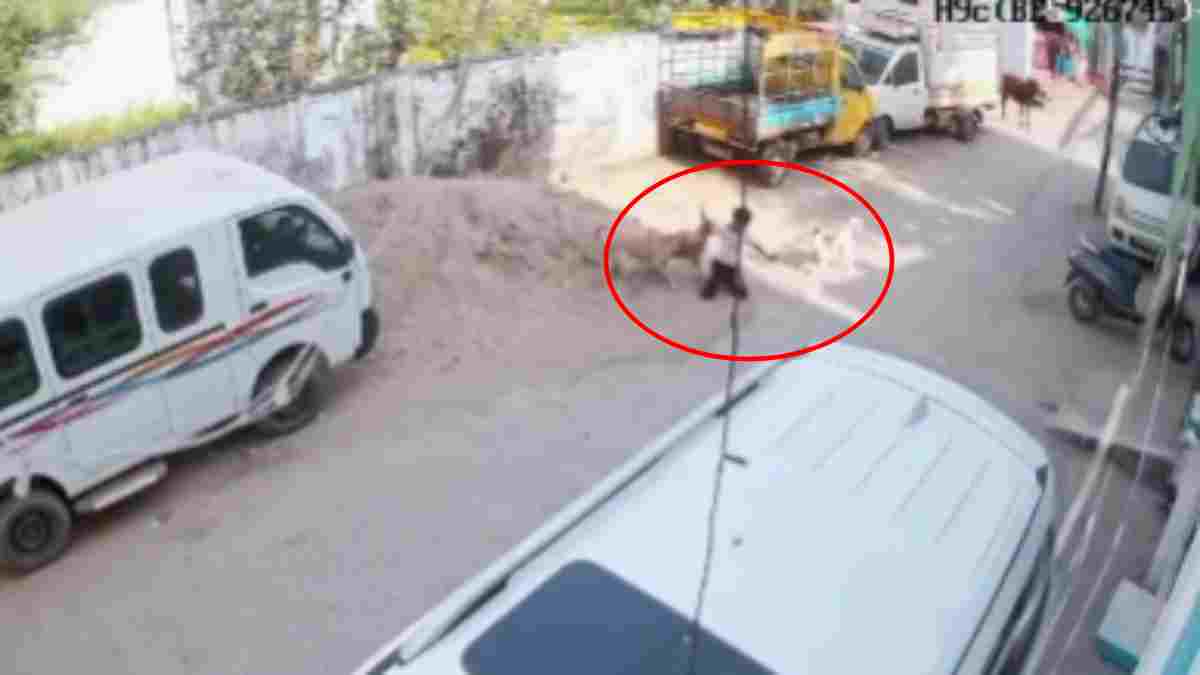 बालाघाट में आवारा कुत्तों का आतंक, पतंग उठाने गए बच्चे पर किया हमला, दहशत में लोग