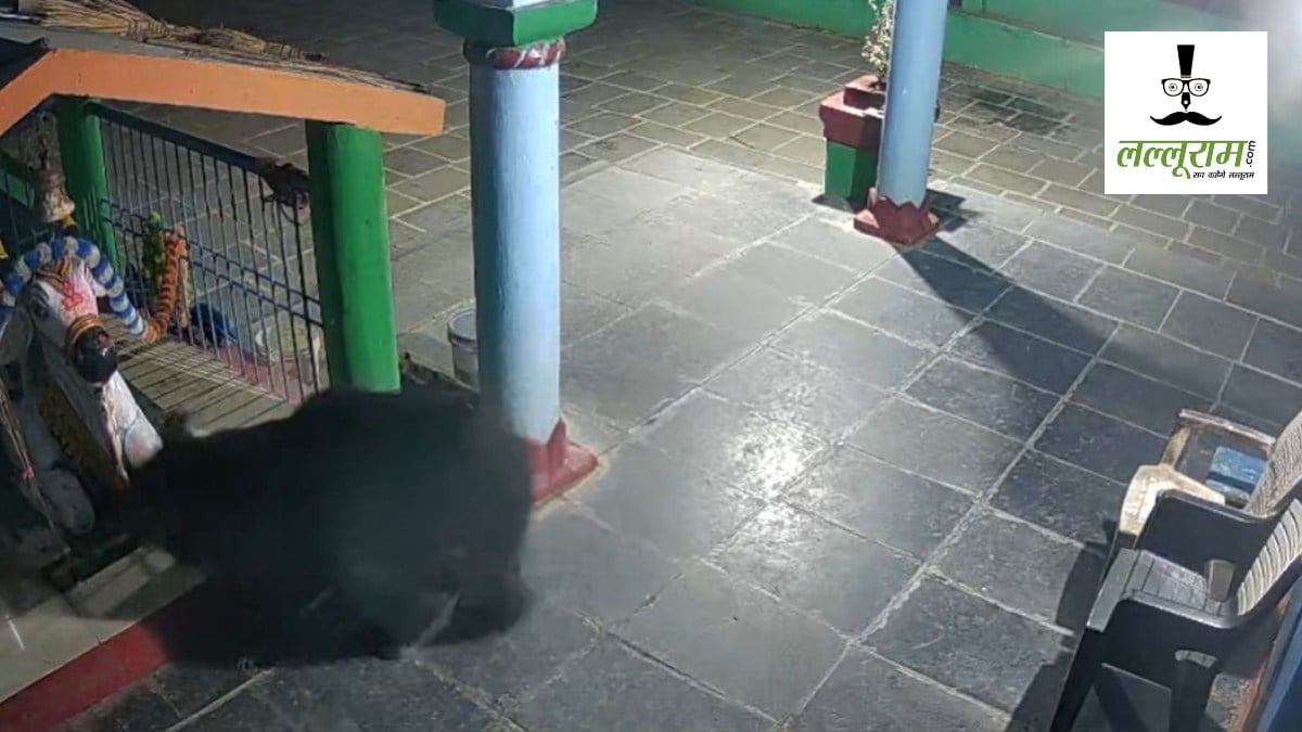 CG News : मंदिर में घुसा भालू, खाने की करता रहा तलाश, देखें VIDEO