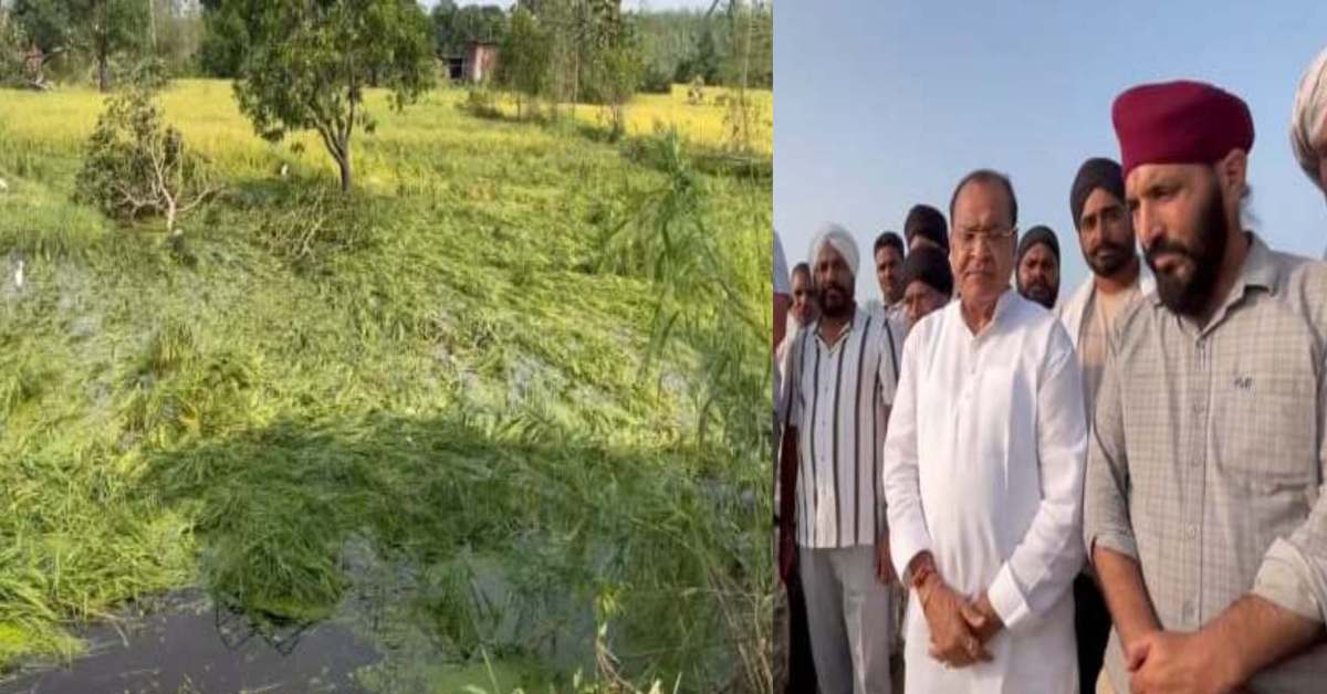 सहायता कब देगी सरकार! भारी बारिश और ओलावृष्टि से धान की फसल बर्बाद, यशपाल आर्य ने मुआवजे को लेकर कह दी बड़ी बात