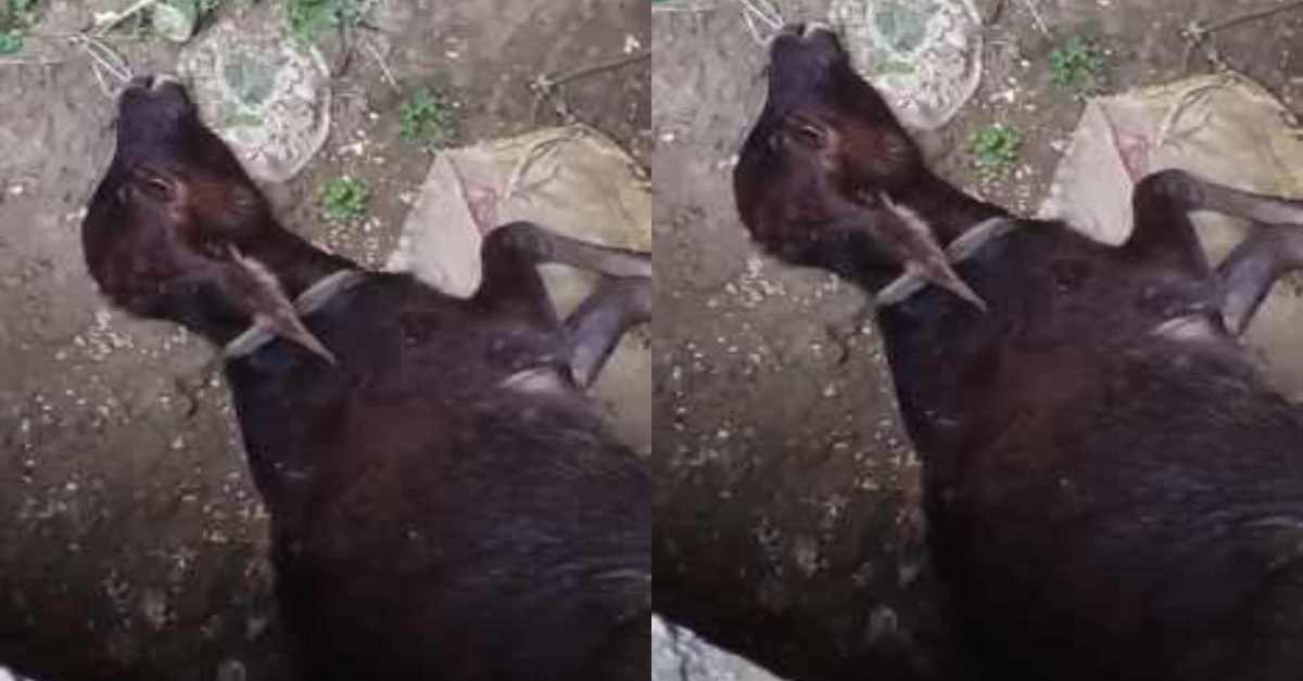 इंसान तो इंसान, जानवर भी सेफ नहीं! 6 माह की बछिया के साथ कुकर्म के बाद हत्या, पूरा मामला जानकर खौल उठेगा खून