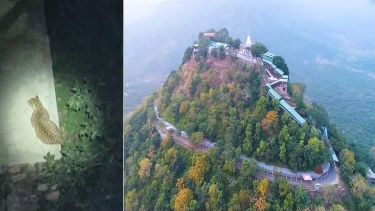मां शारदा धाम में रोपवे टावर-3 के पास नजर आया तेंदुआः श्रद्धालुओं में दहशत, वीडियो वायरल, वन विभाग अलर्ट