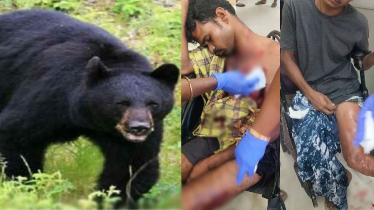 Bear Attack: मवेशी चराने गए दो ग्रामीणों पर भालू ने किया हमला, इलाके में दहशत का माहौल