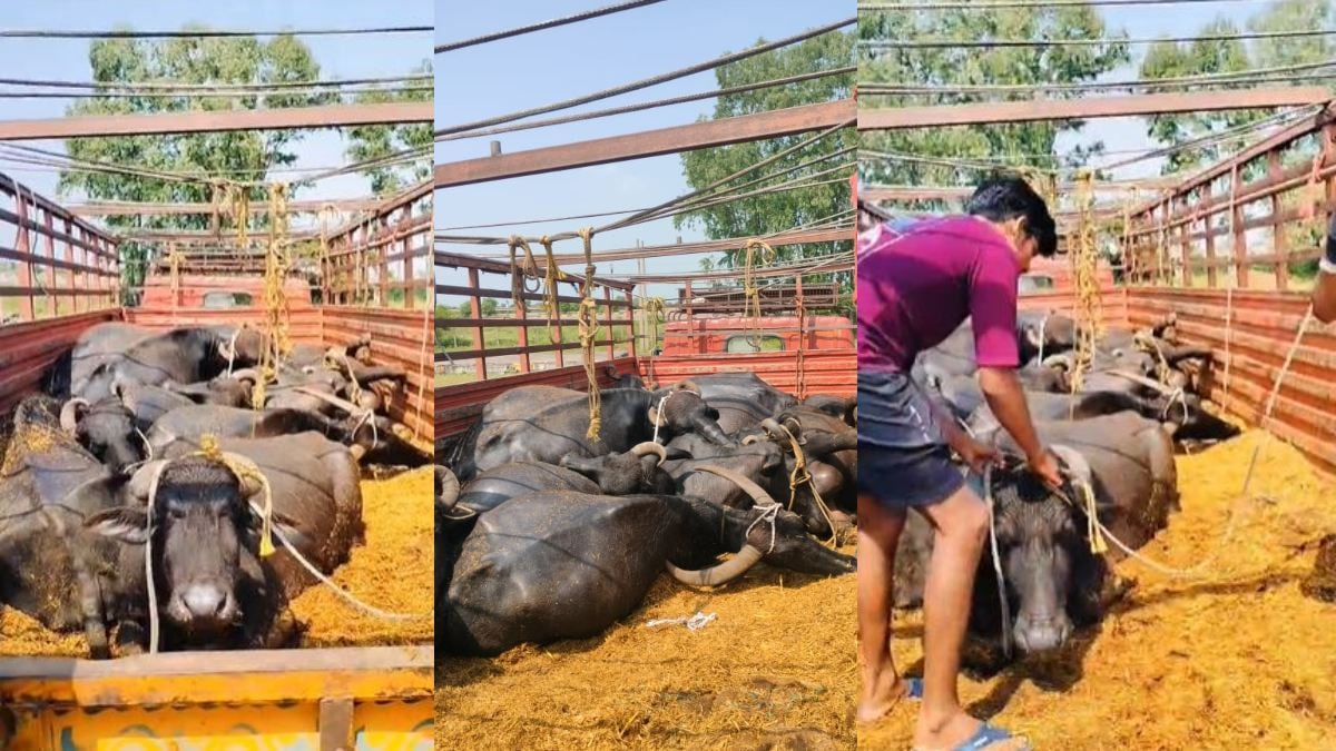 मवेशी तस्करी का बड़ा मामला: वाहन में ठूंस-ठूंसकर भरी थीं भैंसें, 13 की मौत, चालक फरार